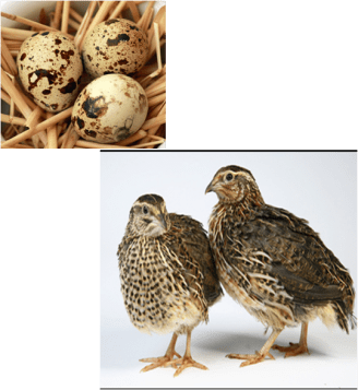 quail_2