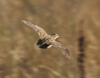 Quail_flying