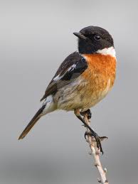 stonechat