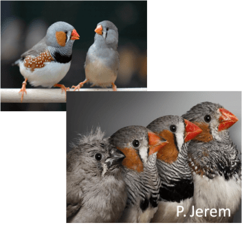 zebra-finches_2
