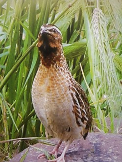 quaglia_in_canto_GianniPola