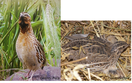 Quaglie_GP